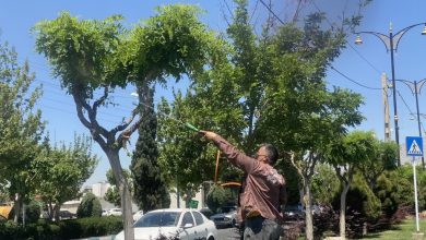 آغاز عملیات سم‌پاشی و صیانت از فضای سبز شهر اندیشه